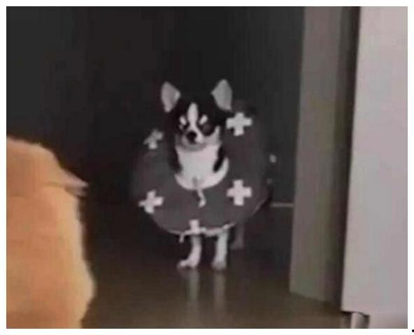 狗猫吃瓜有人吵架,宠物间的“瓜”事闹得沸沸扬扬