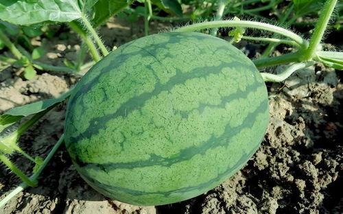 正确吃今年的瓜,正确吃瓜指南，解锁健康美味新体验