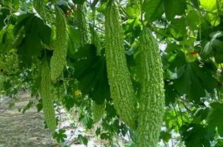 吃瓜网今日吃瓜必吃,揭秘娱乐圈最新热点事件