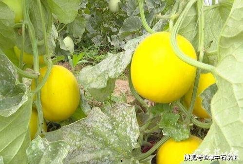 石家庄最新吃瓜,石家庄最新吃瓜事件大盘点