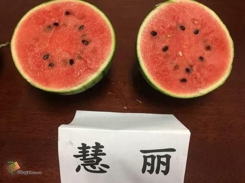 西园丽景吃瓜,夏日吃瓜盛宴,畅享清凉时光