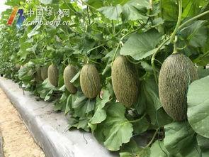 宁波吃瓜视频,揭秘当地美食文化，带你领略宁波风味