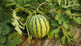 吃瓜满级全集版,揭秘娱乐圈幕后风云，带你领略明星们的真实生活