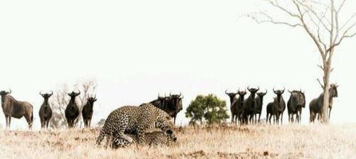 龙骑犀牛吃瓜,瓜田奇遇记