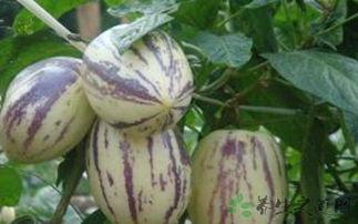 男性吃茄瓜好吗,男性食用茄瓜的健康益处解析