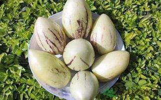 男性吃茄瓜好吗,男性食用茄瓜的健康益处解析