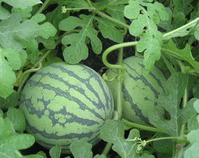 怀孕可以吃地龙瓜吗,地龙瓜在怀孕期间的适宜性探讨