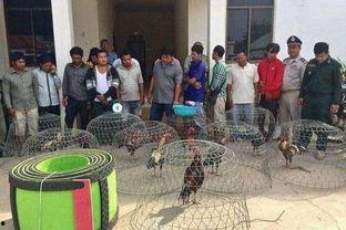 吃瓜群众斗鸡,一场全民参与的趣味盛宴