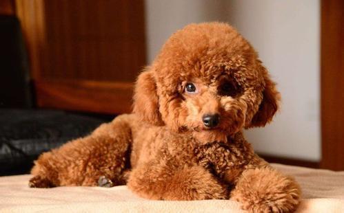 狗可以吃梨瓜,梨瓜,狗狗的新宠